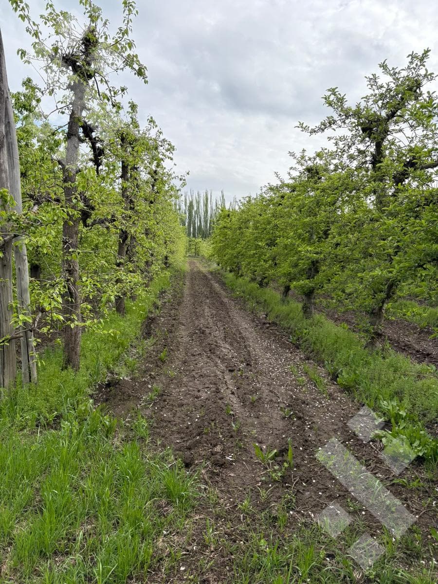 Venta Chacra 10 has - Cinco Saltos - Río Negro