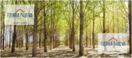 LA FORESTADA AÑELO